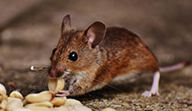 24 Hour & Emergency Exterminators in New Verda, LA